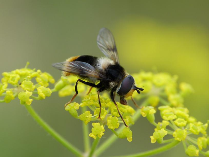 Eriozona syrphoides &copy; BARBIER Simon