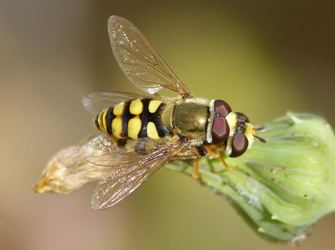 Eupeodes corollae &copy; BARBIER Simon