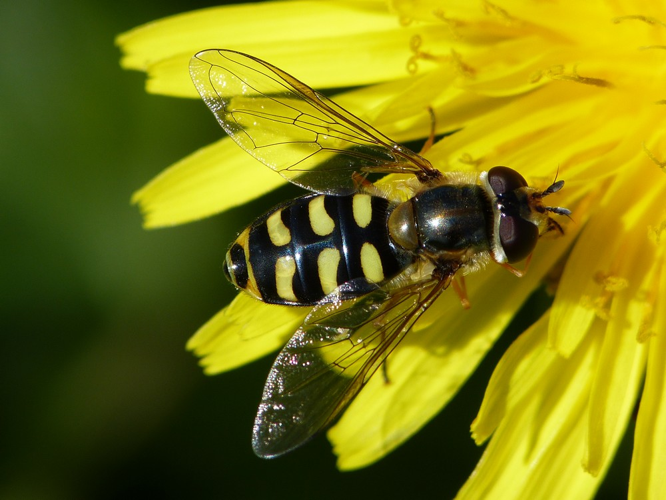 Eupeodes luniger &copy; BARBIER Simon