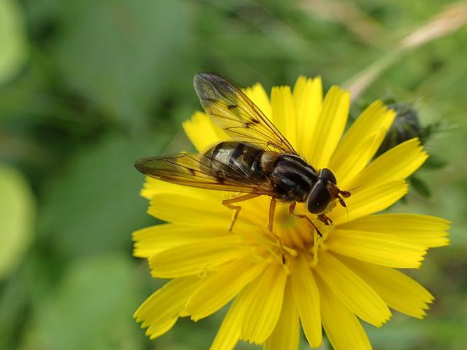 Ferdinandea cuprea &copy; TOP Damien