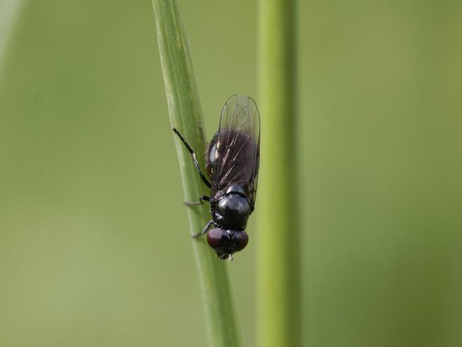 Melanogaster nuda &copy; TOP Damien