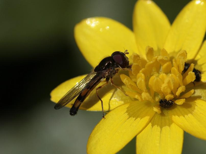 Melanostoma scalare &copy; TOP Damien