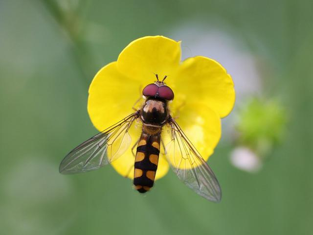 Meliscaeva auricollis &copy; TOP Damien