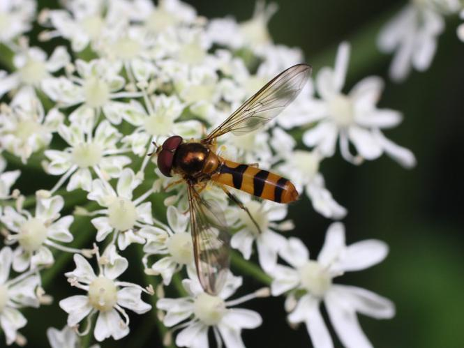 Meliscaeva cinctella &copy; TOP Damien