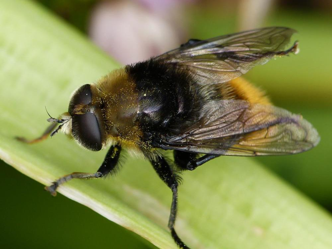Merodon equestris &copy; BARBIER Simon