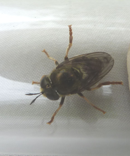 Microdon devius &copy; T'FLACHEBBA Mathieu