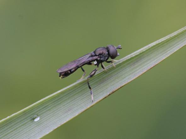 Neoascia tenur &copy; TOP Damien