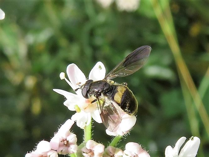 Pipiza festiva &copy; MAILLIER Sébastien