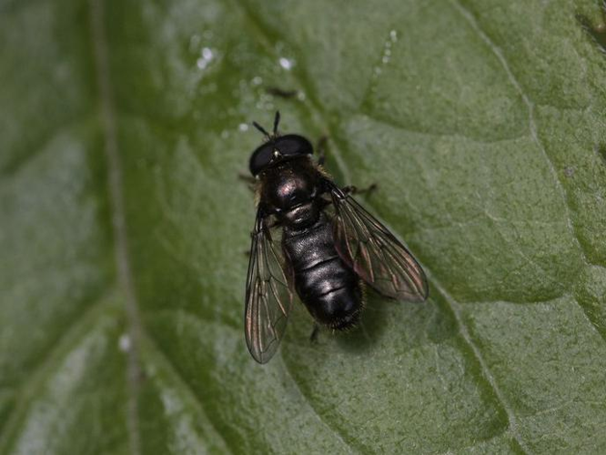 Pipizella viduata &copy; TOP Damien