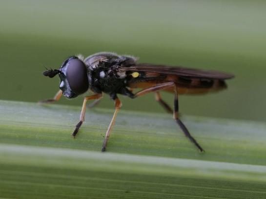 Platycheirus granditarsus &copy; TOP Damien
