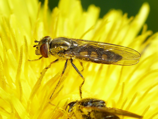 Platycheirus manicatus &copy; BARBIER Simon