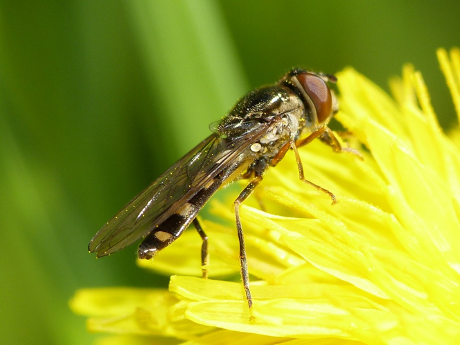 Platycheirus peltatus &copy; BARBIER Simon