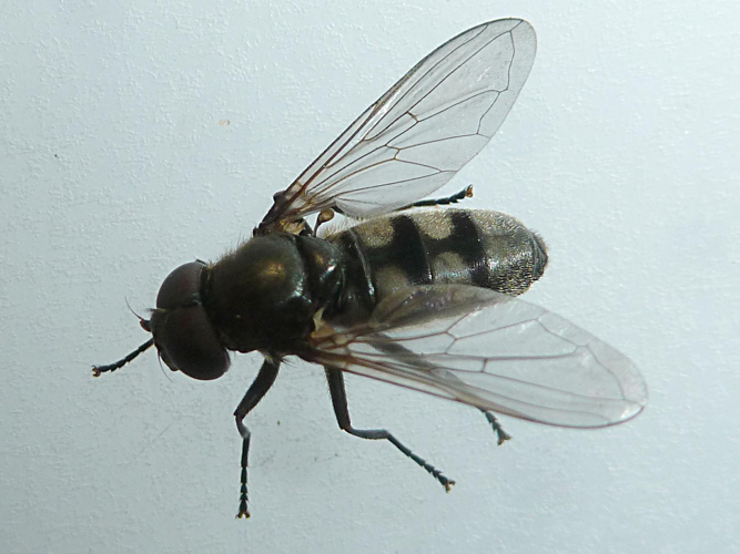 Portevinia maculata &copy; BERTRAND Michel (ADEP)