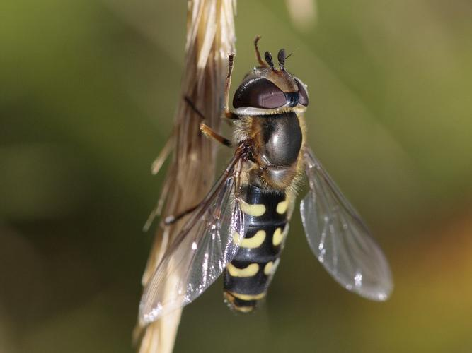 Scaeva dignota &copy; TOP Damien