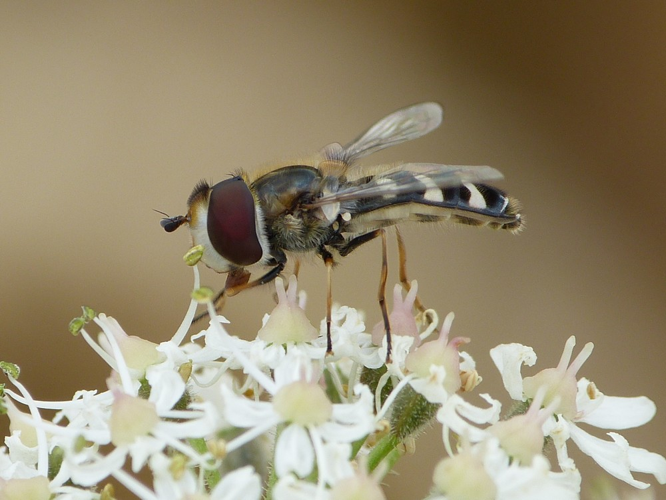 Scaeva pyrastri &copy; BARBIER Simon