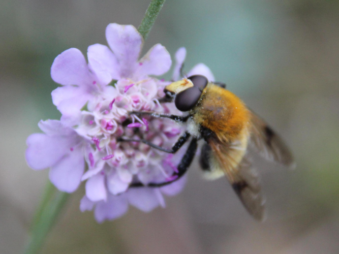 Arctophila superbiens &copy; COLINDRE Laurent