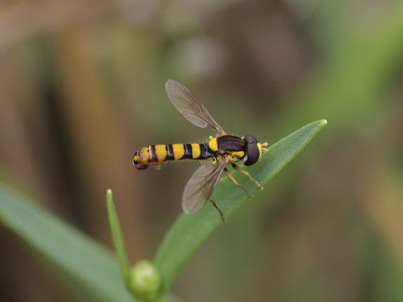 Sphaerophoria taeniata &copy; TOP Damien