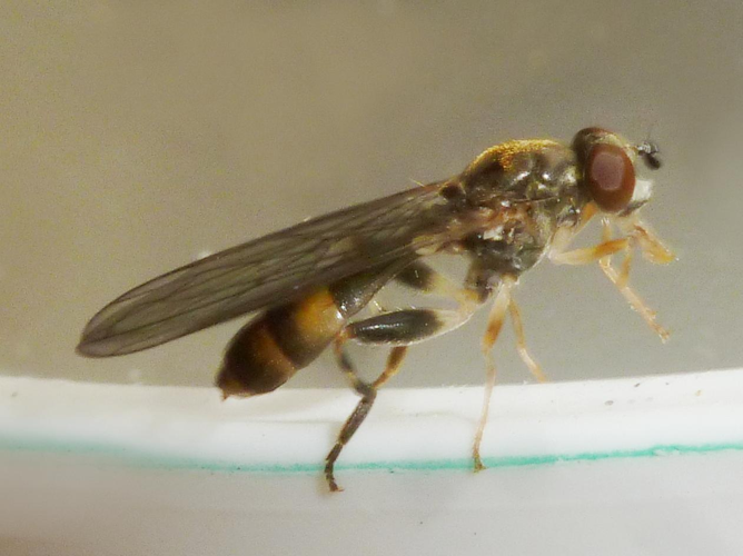 Sphegina clunipes &copy; BERTRAND Michel (ADEP)