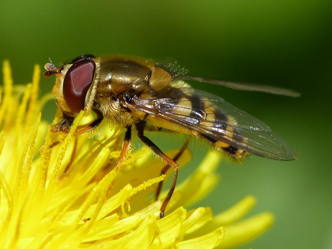 Syrphus vitripennis &copy; BARBIER Simon