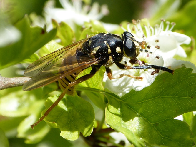 Temnostoma vespiforme &copy; BARBIER Simon