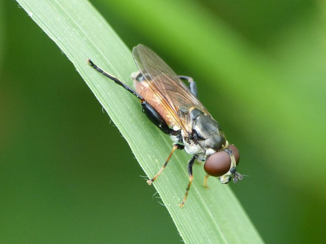 Tropidia scita &copy; BARBIER Simon