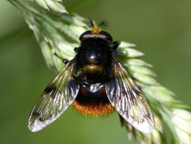 Volucella bombylans &copy; BARBIER Simon