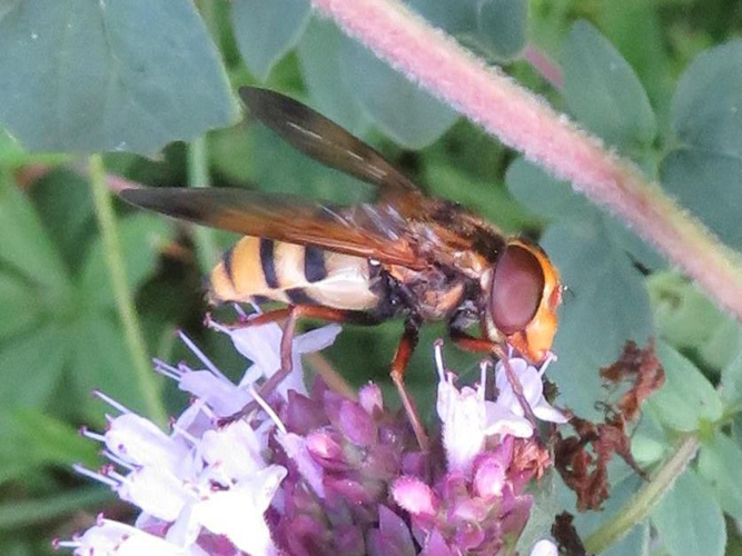 Volucella inanis &copy; MAILLIER Sébastien