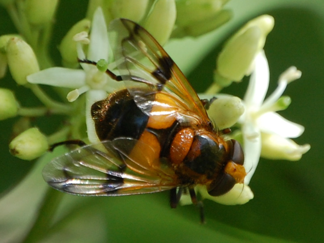 Volucella inflata &copy; VANSTEENE Nicolas