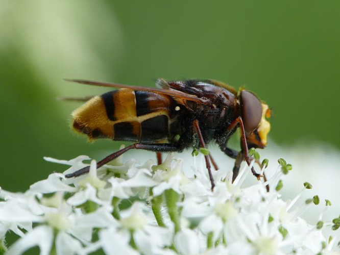 Volucella zonaria &copy; BARBIER Simon