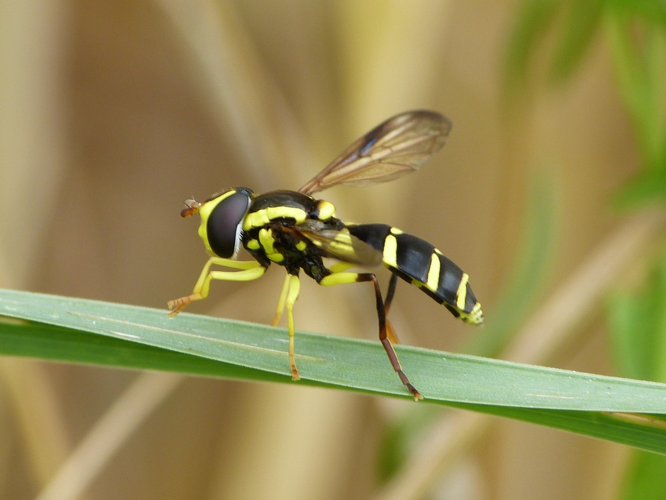 Xanthogramma dives &copy; BARBIER Simon