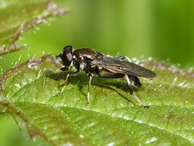 Xylota segnis &copy; BARBIER Simon