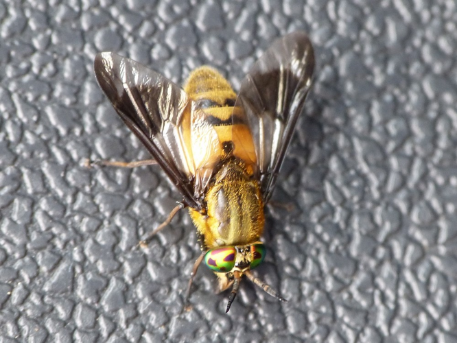 Chrysops viduatus &copy; BARBIER Simon