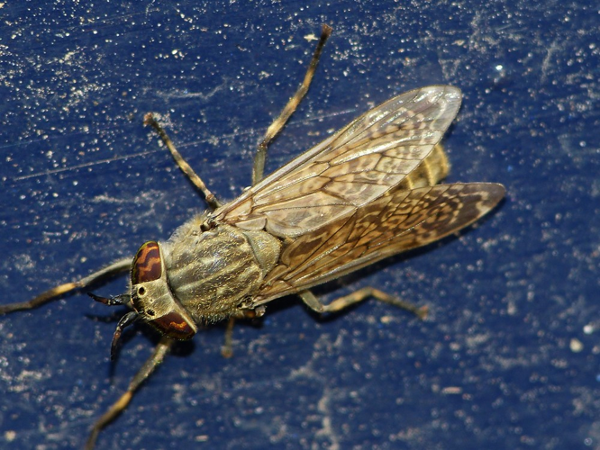 Haematopota pluvialis &copy; BARBIER Simon