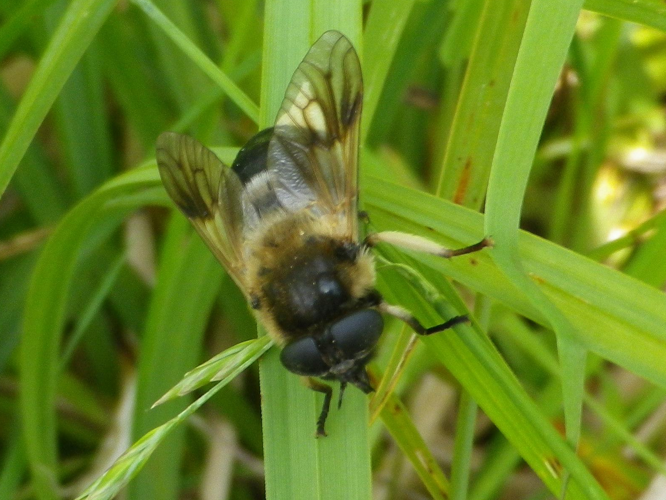 Therioplectes gigas &copy; HALLART Guénael