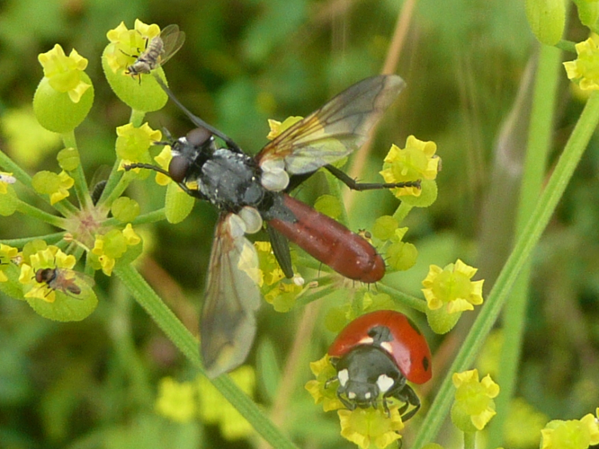 Cylindromyia bicolor &copy; MAILLIER Sébastien