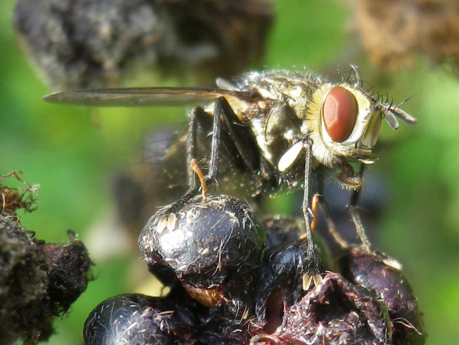 Exorista larvarum &copy; HALLART Guénael
