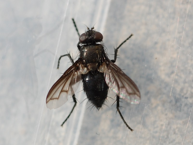 Kirbya moerens &copy; VANSTEENE Nicolas