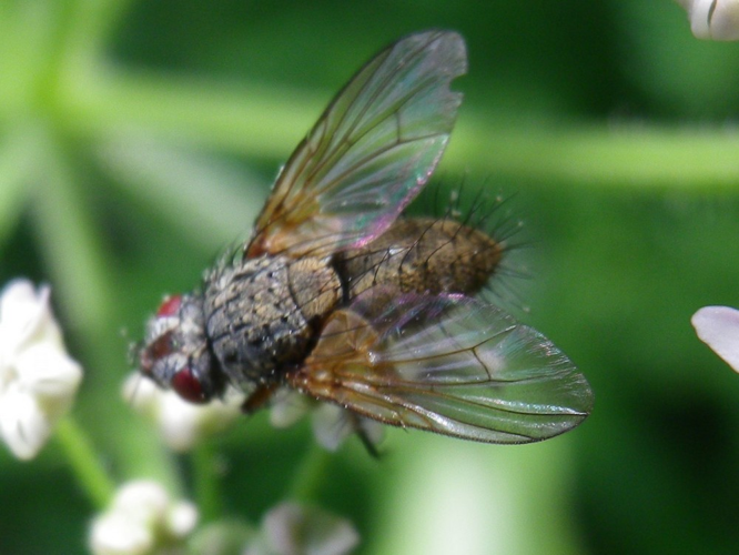 Ocytata pallipes &copy; HALLART Guénael