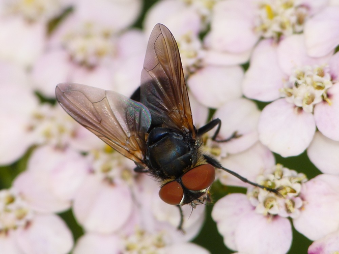 Phasia aurigera &copy; BARBIER Simon