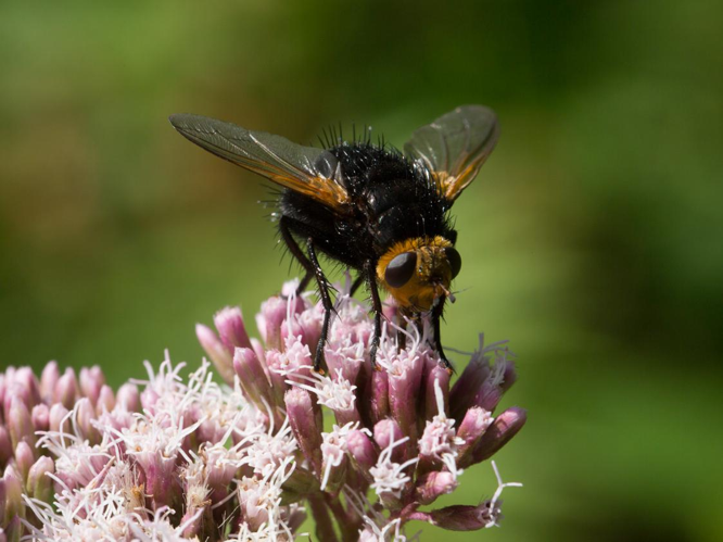 Tachina grossa &copy; TONDELLIER Bruno