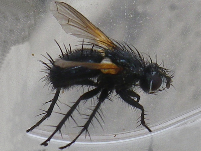 Zophomyia temula &copy; HALLART Guénael