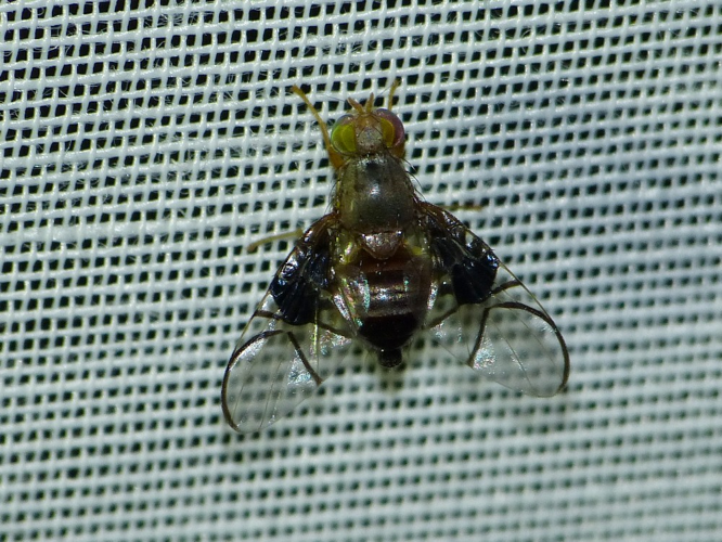 Anomoia purmunda &copy; BARBIER Simon