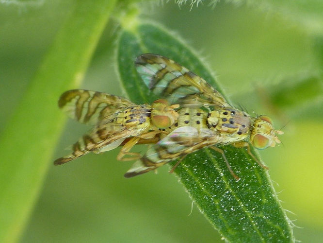 Chaetorellia jaceae &copy; BARBIER Simon