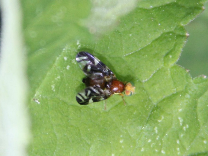 Euleia heraclei &copy; COLINDRE Laurent