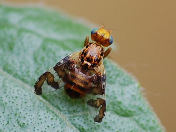 Goniglossum wiedemanni &copy; VANSTEENE Nicolas