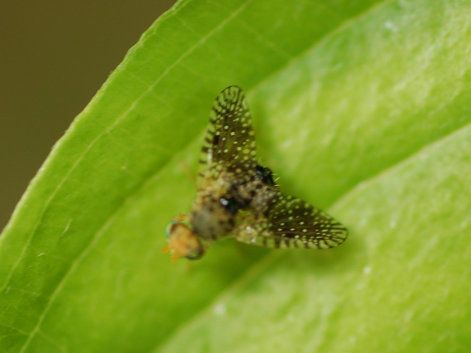 Noeeta pupillata &copy; VANSTEENE Nicolas