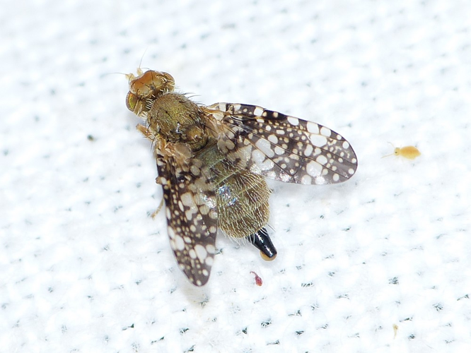 Oxyna parietina &copy; BARBIER Simon