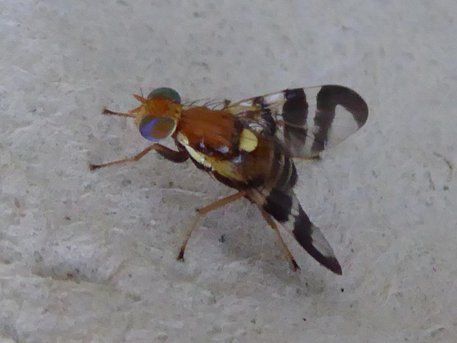 Rhagoletis completa &copy; DAUMAL Thibaud