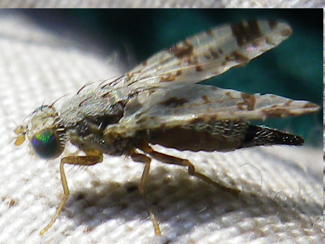 Tephritis hyoscyami &copy; HALLART Guénael