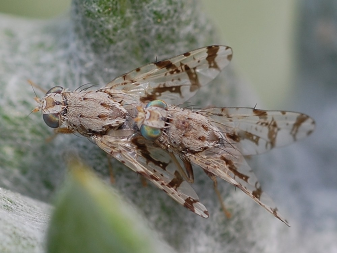 Tephritis postica &copy; VANSTEENE Nicolas